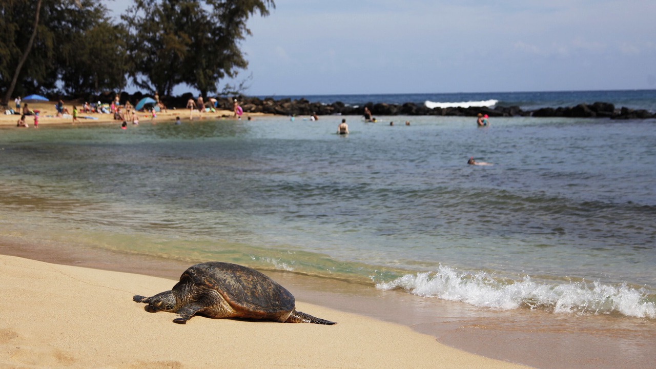 Photo of Others in Poipu