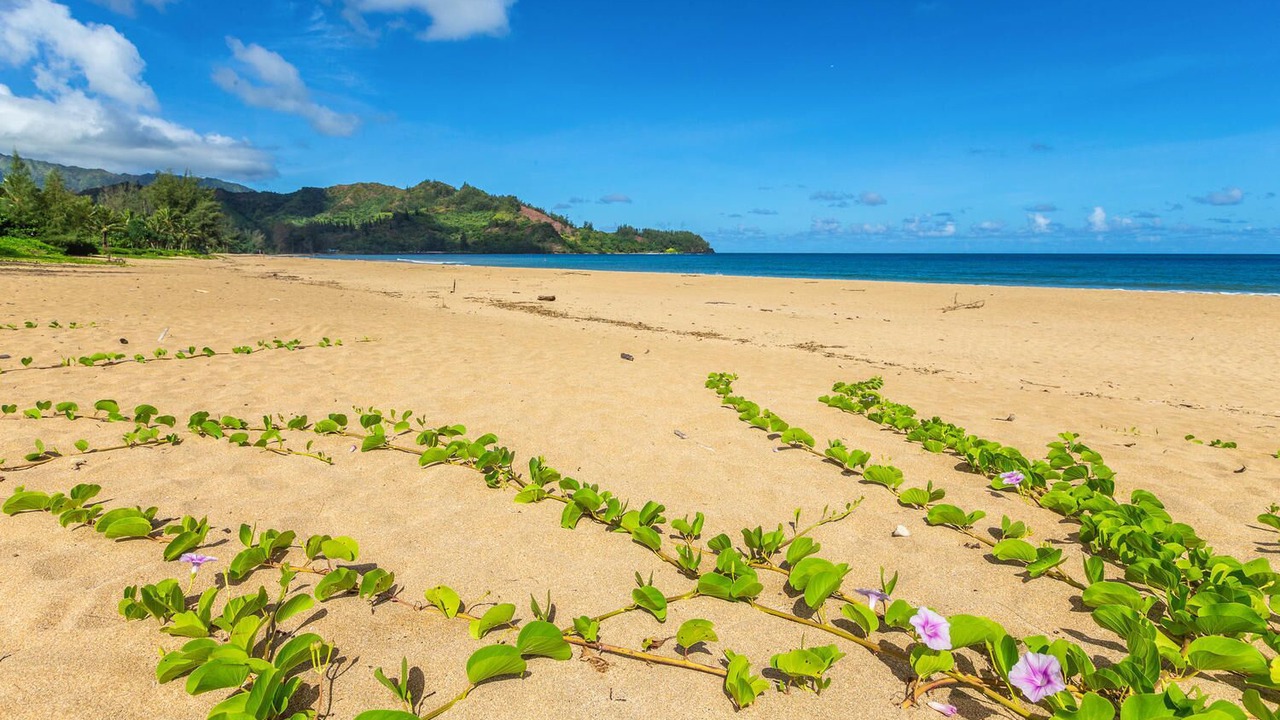 Photo of Others in Hanalei