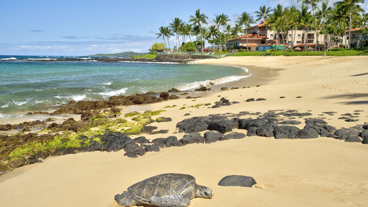 Photo of Others in Poipu