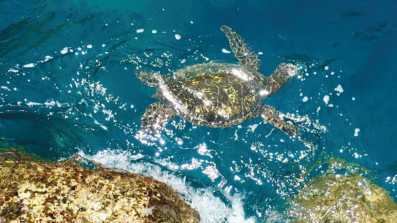 Photo of Others in Wailua