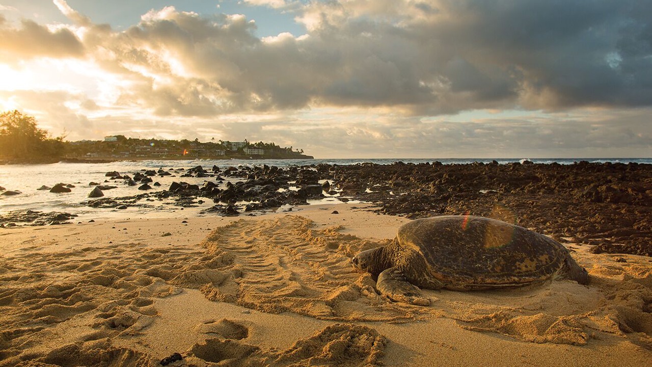 Photo of Others in Poipu