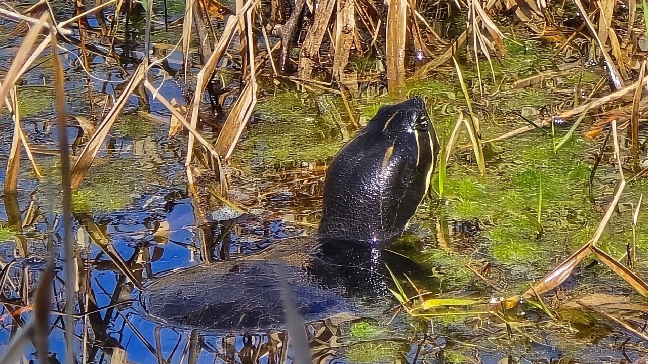 Photo of Outdoor in Folkston
