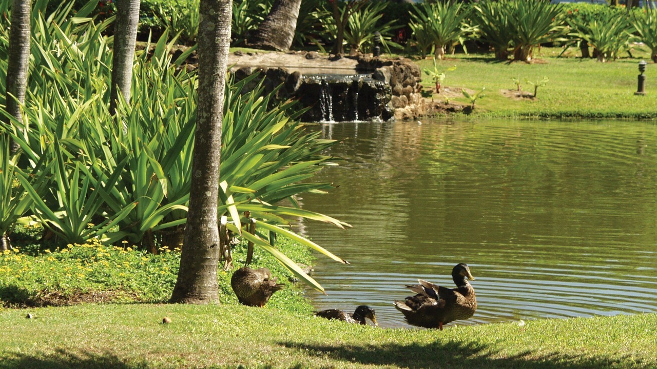 Photo of Outdoor in Hanamaulu