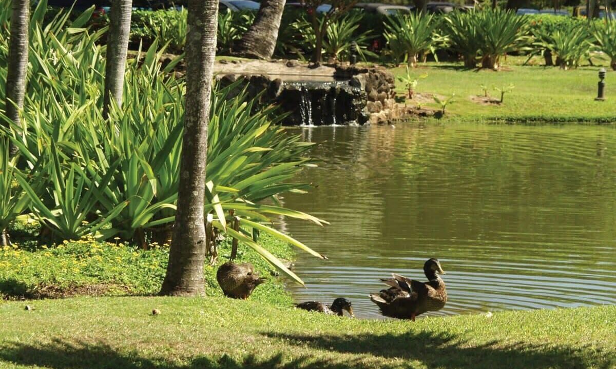 Photo of Outdoor in Hanamaulu