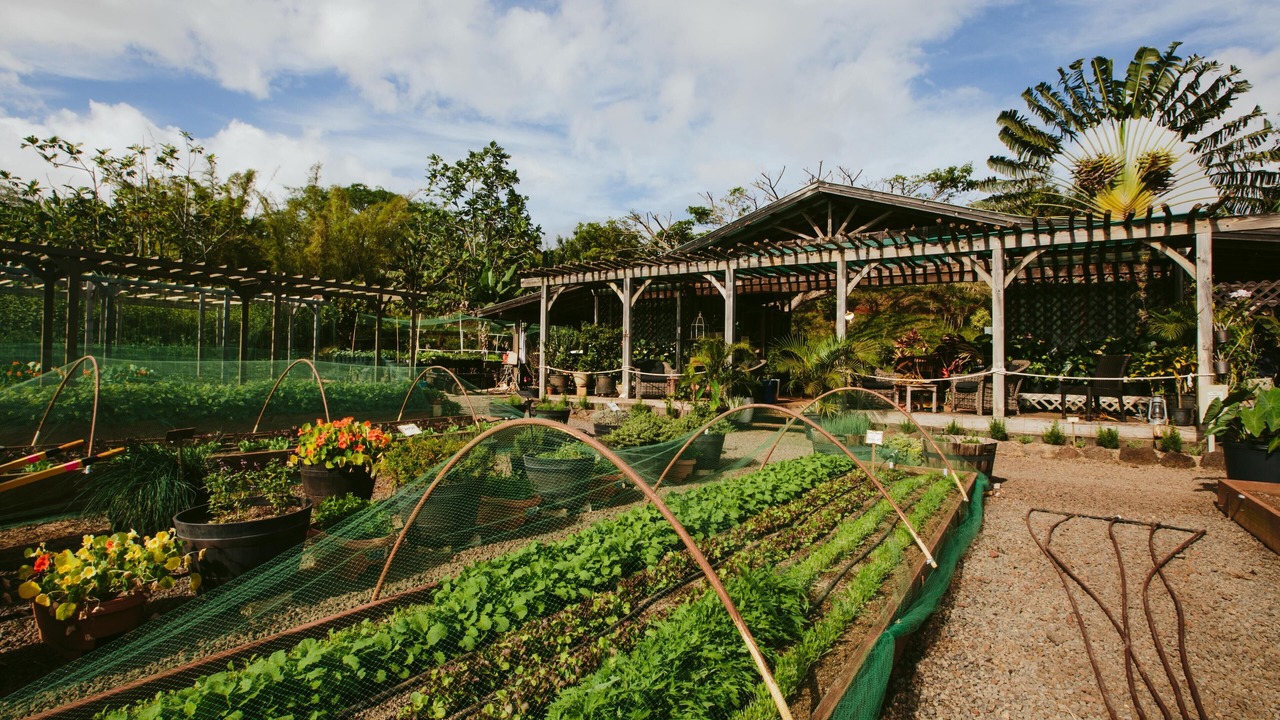 Photo of Others in Poipu