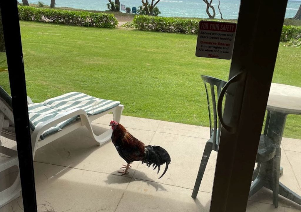 Photo of Others in Kapaa