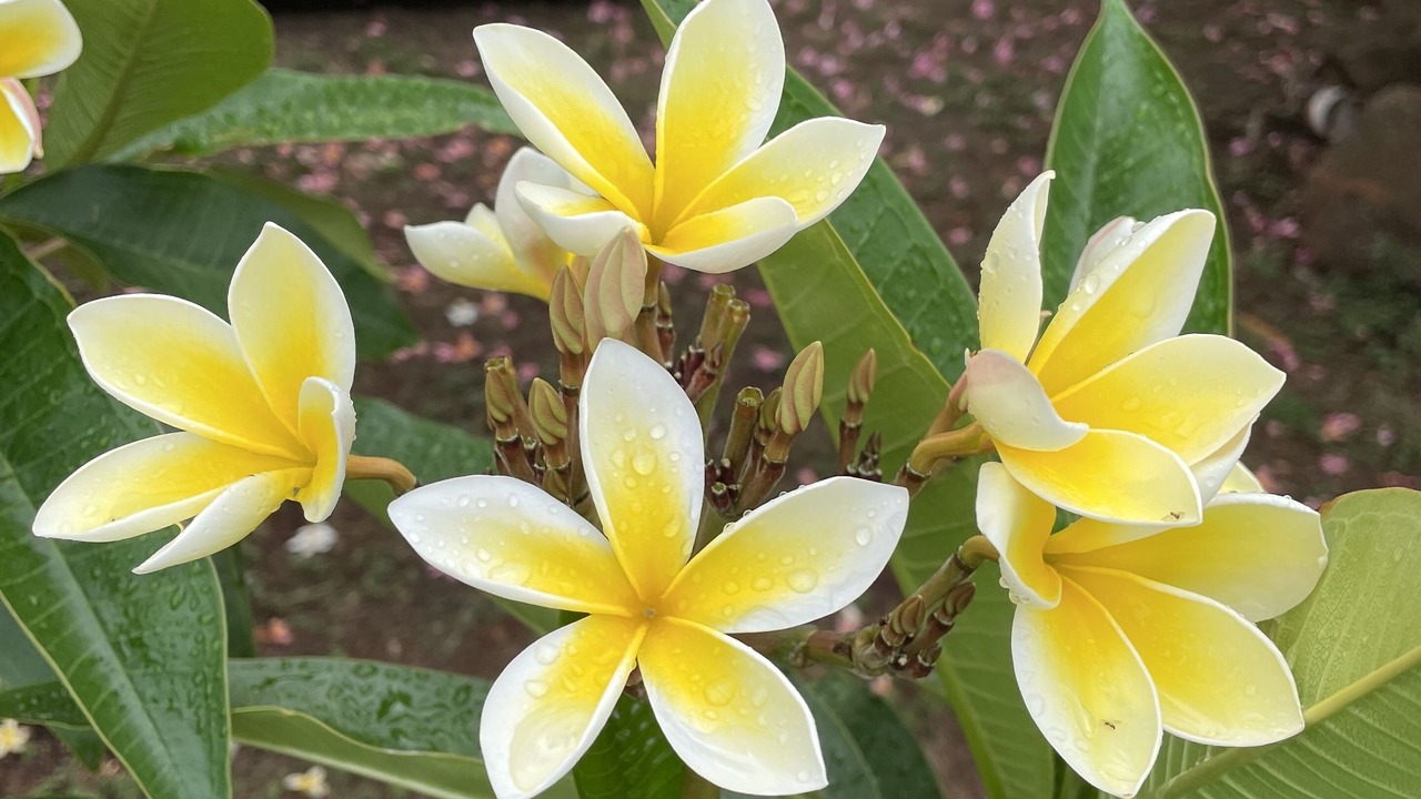Photo of Outdoor in Poipu