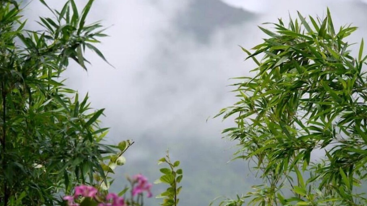 Photo of Outdoor in Wainiha
