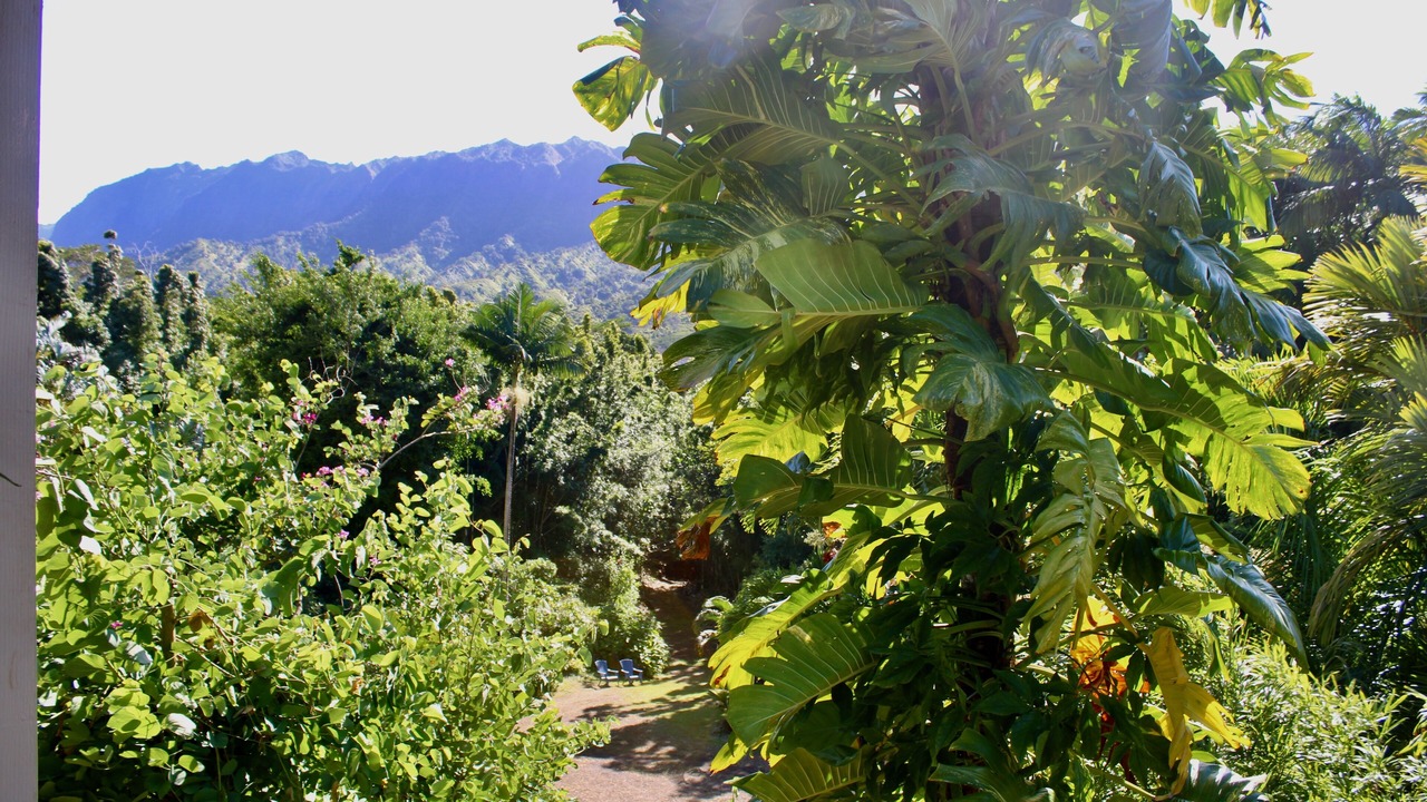 Photo of Outdoor in Wainiha