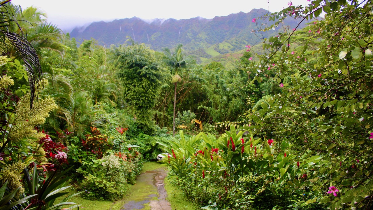 Photo of Outdoor in Wainiha