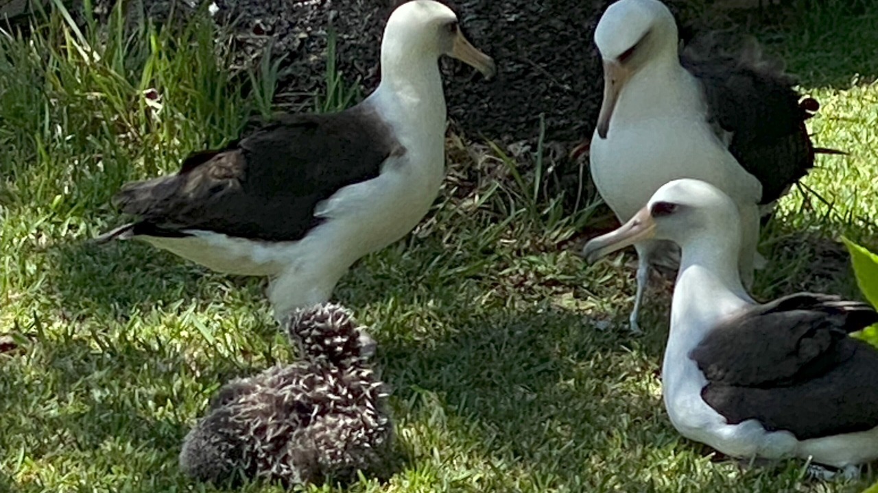 Photo of Others in Princeville