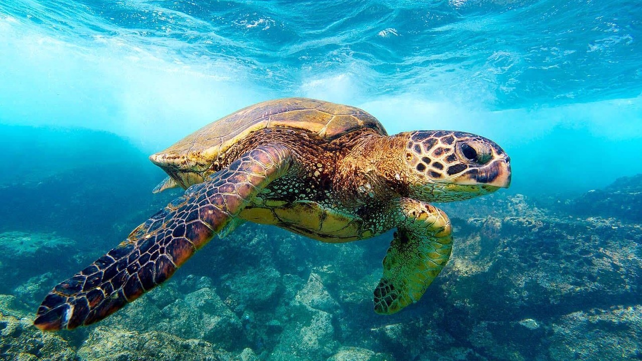 Photo of Others in Kaiulani