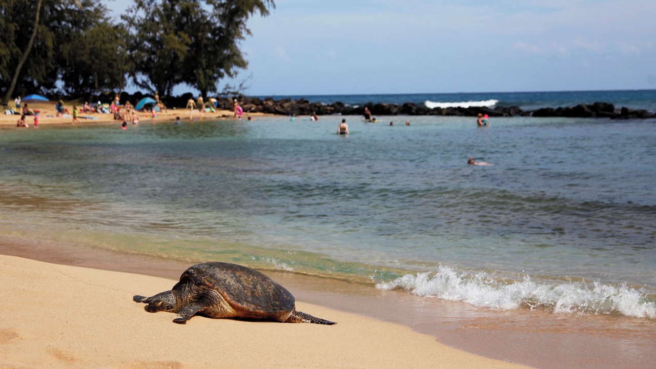 Photo of Others in Poipu