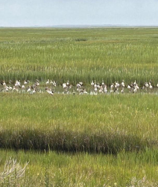 Photo of Others in St. Simons Island