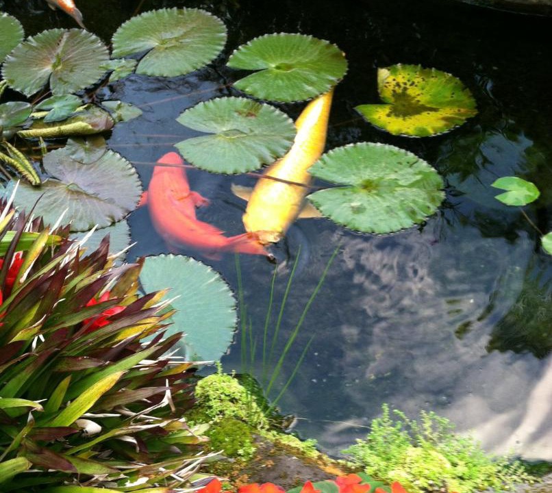 Photo of Others in Wailua Homesteads