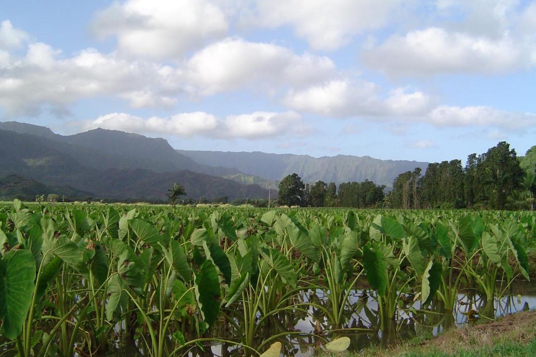 Photo of Others in Princeville
