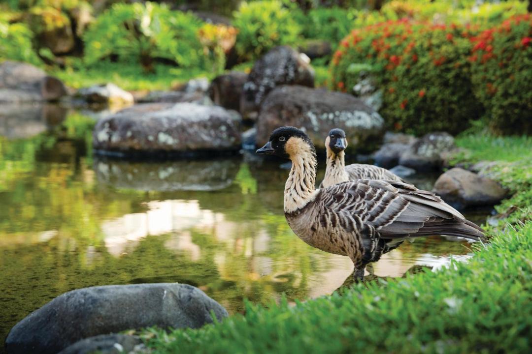 Photo of Others in Lihue