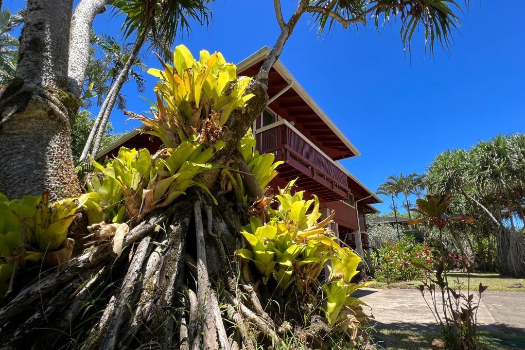 Photo of Others in Wainiha