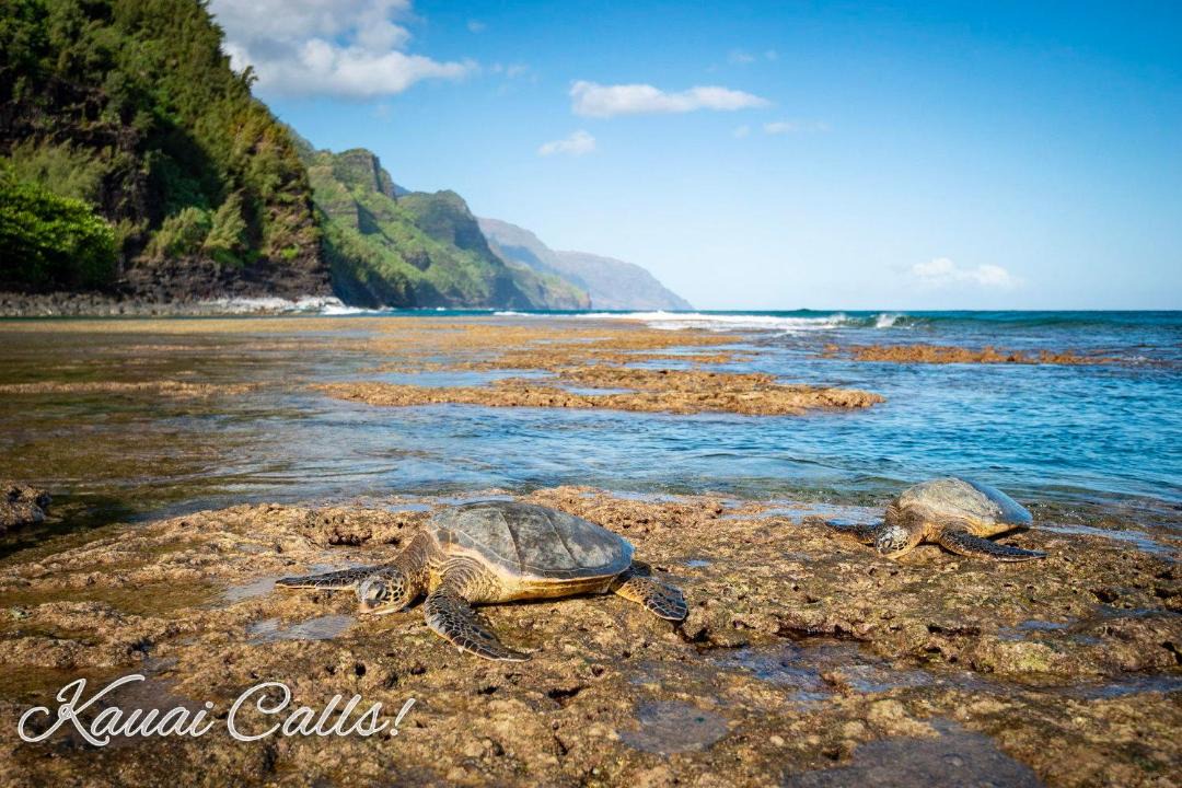 Photo of Others in Wailua