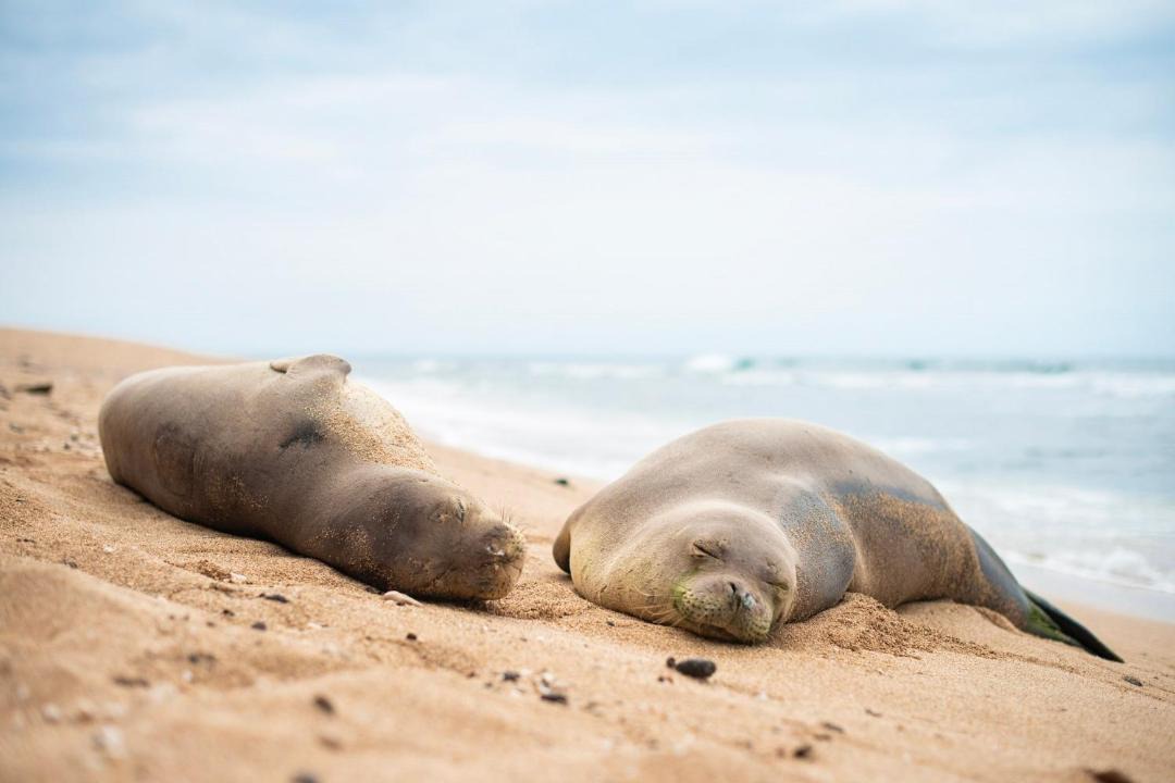 Photo of Others in Wailua